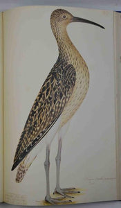 Il libro degli uccelli. Olof Rudbeck il Giovane